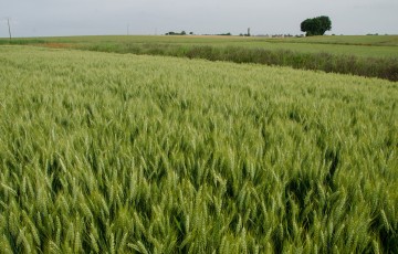 Paysage avec une parcelle de blé dur dans le Bassin Parisien