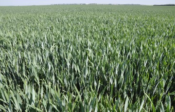 Parcelle de blé dur au stade dernière feuille étalée en Occitanie mi-avril 2023