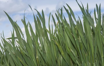 Plantes de blé saines en bordure de parcelles en avril 2023 en Champagne-Ardenne