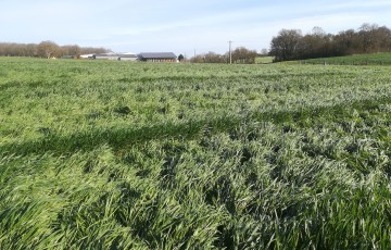 Verse précoce dans une parcelle de blé, en Pays de la Loire, à Chazé sur Argos (49) – 15/03/23, variété Winner