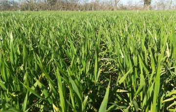 Parcelle de blé tendre, variété KWS sublim, semée le 18 octobre 2022 en Pays de la Loire 