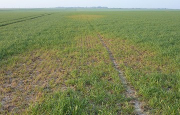 Parcelle de blé dur en Beauce  avec des symptômes de mosaïques début février 2023
