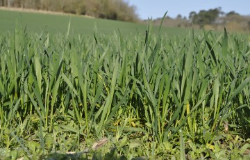 Parcelle de blé tendre proche du stade épi 1 cm en Lorraine mi-février 2023
