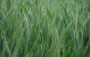 Symptômes de fusarium graminearum sur blé tendre en Franche-Comté