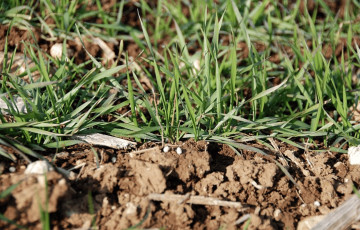Granulés engrais azoté devant jeunes plantes de céréale d'hiver - avant tallage en Occitanie