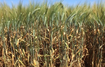 Parcelle d’essai sur le comportement des variétés de blé dur vis-à-vis des maladies en 2023 dans le Sud-Ouest (variété Miradoux)