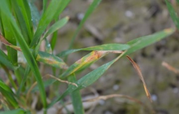 Symptômes de septoriose sur feuille de blé tendre en 2024 en Bourgogne
