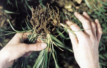 Prélèvement de tiges de blé pour observation des symptômes de piétin-verse en 2024 en Lorraine