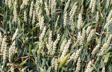 Epis de blé tendre en cours de remplissage en juin 2023 en Occitanie