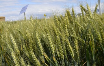 Epis de blé tendre en Lorraine en juin 2023