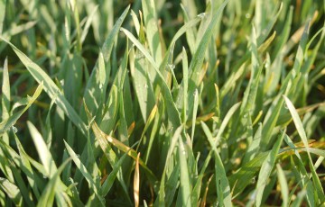 Parcelle de blé tendre au stade épi 1 cm fin mars 2023 en Poitou-Charentes