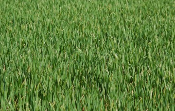 Parcelle de blé au stade épi 1 cm dès le 10 mars 2024 en Champagne-Ardenne