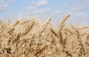 blé tendre épis mûrs
