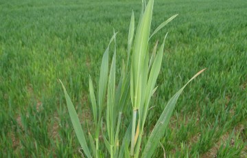 Carence en soufre dans une parcelle de blé dur d’Aquitaine début février 2023