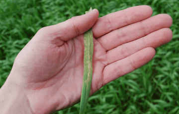 Carence en manganèse sur une feuille de céréales