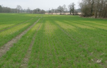Zones de carence en manganèse dans une parcelle de blé tendre en Bretagne