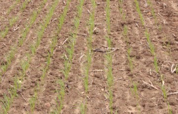 Jeune de semis de blé tendre mi-janvier 2024 en Champagne-Ardenne