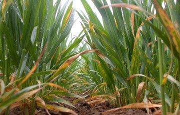 Symptômes de septoriose sur blé en début de montaison en Hauts de France 