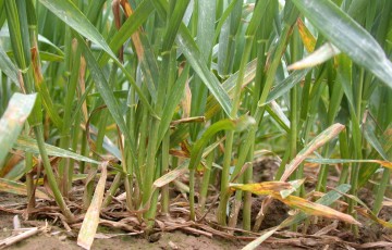 recherche de symptômes de septoriose sur blé tendre en 2024 en Normandie