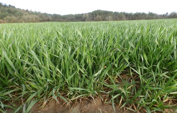 Rang de plantes de blé tendre, sain - épi en dessous du stade 1 cm en 2024 en Normandie