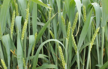 Parcelle de céréales en début d’épiaison en Pays de la Loire