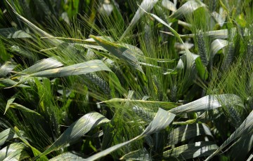 Epis verts de blé dur de la variété RGT MUSCLUR dans le Sud-Ouest