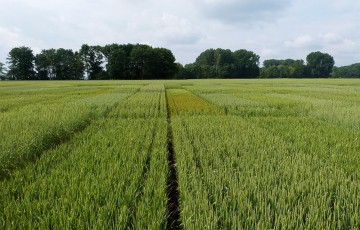plateforme d'essais variétés de blé bio
