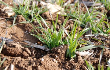 granulés engrais azoté devant de jeunes plantes de céréale d'hiver - avant tallage, en 2024, en Occcitanie 