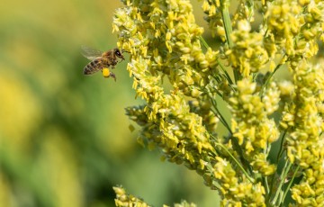 Une abeille butine des fleurs de sorgho, pelotes de pollen