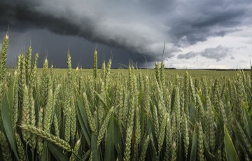 Orage et fusariose sur blé tendre en Pays de la Loire