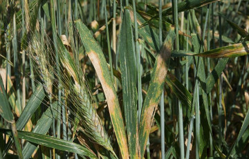 Microdochium sur feuilles de blé dur immature en 2026 dans le Centre