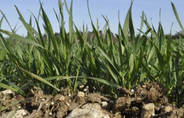 Granules d’engrais au sol dans une parcelle de blé avant le stade épi 1 cm en février 2023 en Poitou-Charentes
