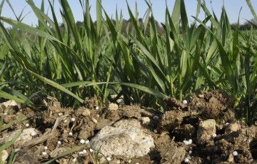 Premier apport tallage - épi 1 cm – sur blé en 2024 : des granulés d'azote parmi des plantes de blé, variété Altigo