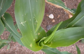 Dégâts de grêle sur maïs en juin 2023 dans l’ouest Occitanie