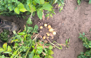 Pomme de terre avant arrachage dans le nord en 2026
