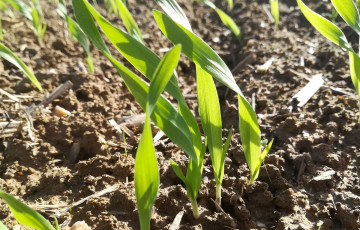 Jeunes semis de blé, fin octobre 2025, en Pays de la Loire