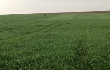 essai digestat vs azote minéral 