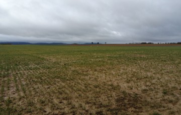 Parcelle de blé tendre en sortie d’hiver 2024 en Lorraine