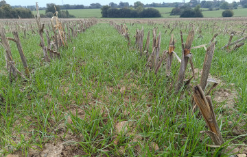 Parcelle en interculture, avant semis de céréales, La Jaillière, en Pays de la Loire, le 26 septembre 2025 : les pluies de fin d’été ont favorisé cette année les levées de ray-grass dès début septembre, les conditions météo sont favorables à la réalisation de faux-semis