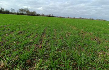 Semis de blé du 27 octobre, déjà bien tallé, début décembre 2025, à La Jaillière, en Pays de la Loire