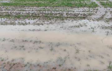 Inondation d’une parcelle de blé tendre début février 2026 à Bergerac, Aquitaine