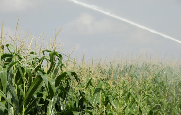 Irrigation sur maïs