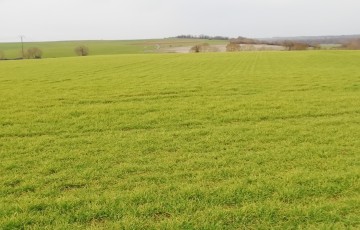 Jaunissements des céréales en sortie d'hiver 2023 en Poitou-Charentes