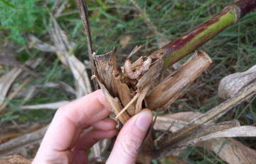 Larve de sésamie dans une tige de maïs