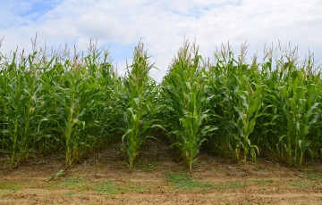Floraison du maïs en 2023 en Champagne-Ardenne