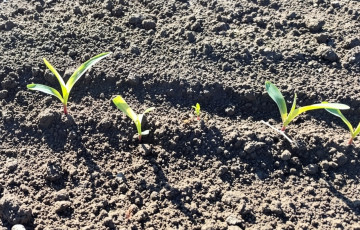 Jeunes semis de maïs dans le Sud-Ouest