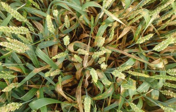 Symptômes de Microdochium spp. sur blé