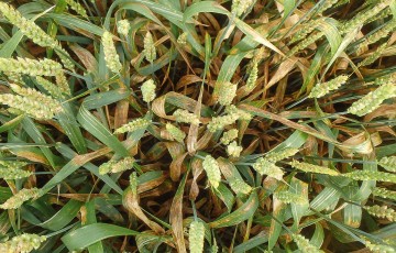 Microdochium spp. sur feuilles et épis fusariés sur blé tendre en juin 2023 en Occitanie