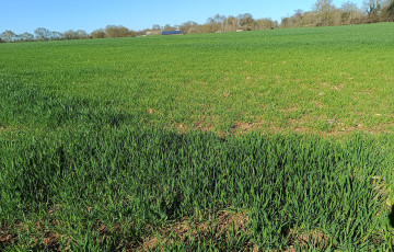 Pour les cultures qui ont souffert ‘d’excès d’eau, attendre la pleine reprise de végétation pour appliquer le régulateur 2026 en Pays de la Loire