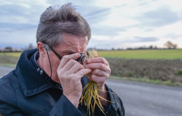 un homme observe des racines de blé avec une loupe pour diagnostiquer la présence de nématodes en février 2023 en Poitou-Charentes